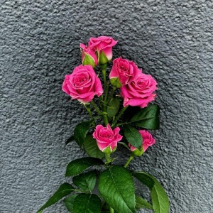 Роза Кустовая Розовая