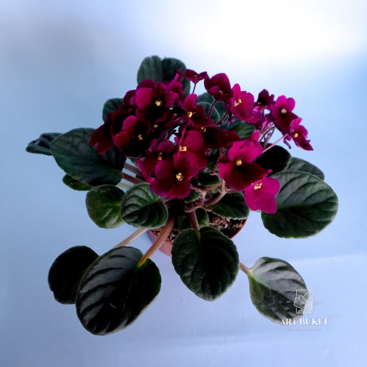 Сенполия микс 20 см