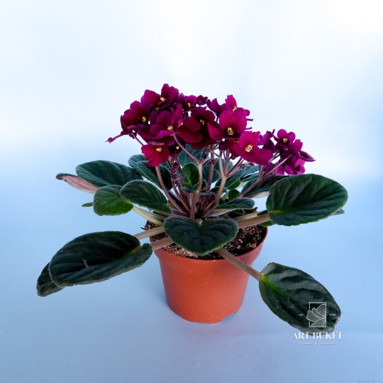 Сенполия микс 20 см