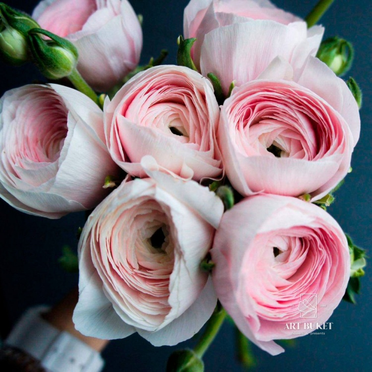 Ранункулюс