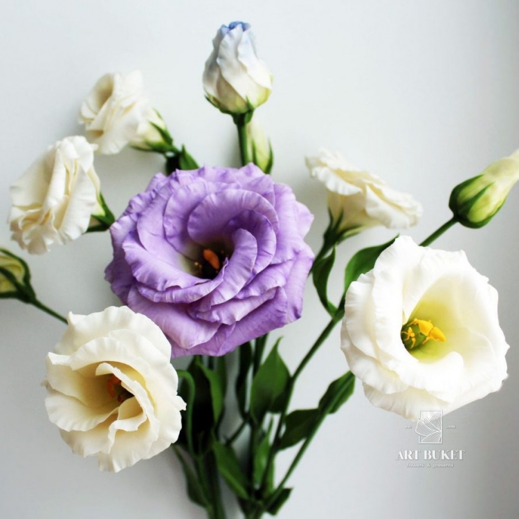 Эустома Гелеб Микс