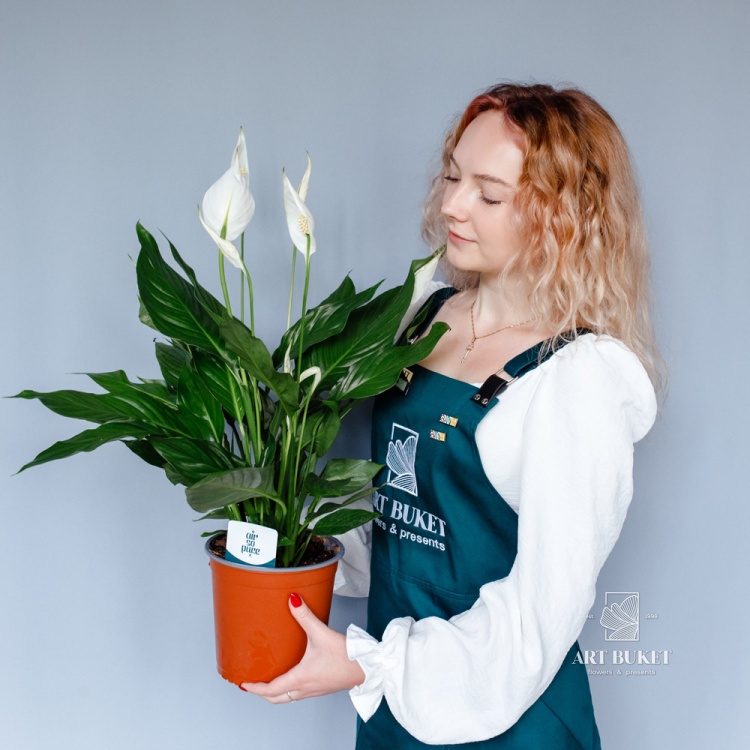 Спатифиллум (SPATHIPHYLUM)(60 см)