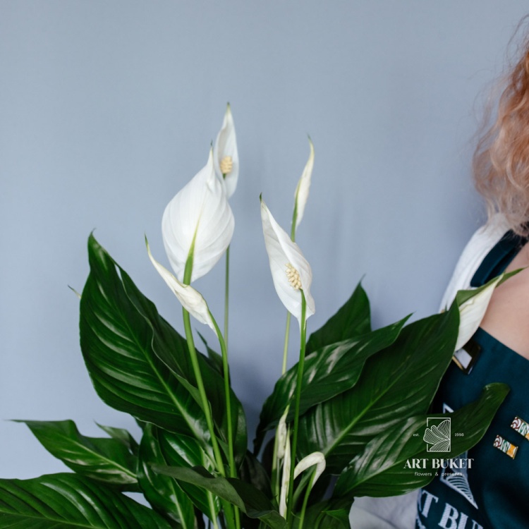 Спатифиллум (SPATHIPHYLUM)(60 см)