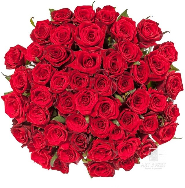 51 местная роза