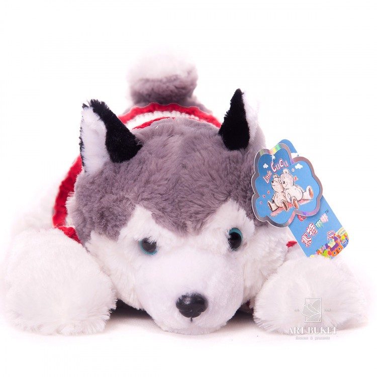 Хаски в кофте