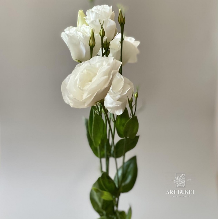 Эустома Гелеб Белая