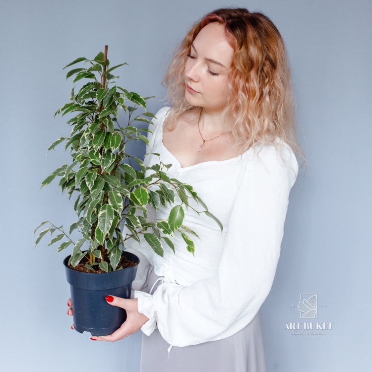 Доставка фикус бенджамина golden king 70 см по Караганде - Арт-букет