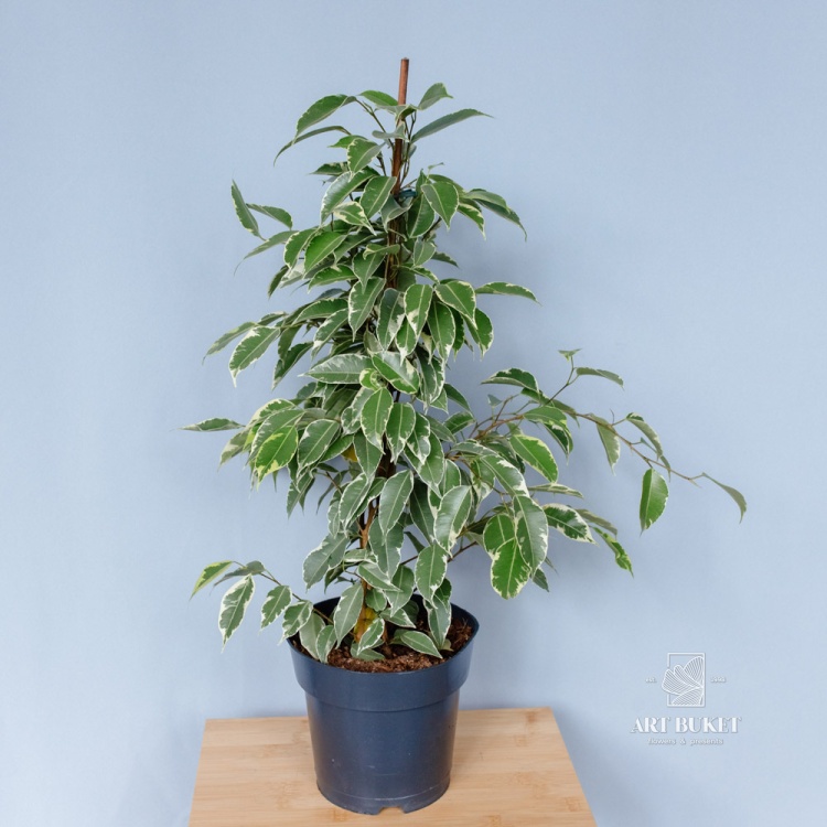 Фикус Бенджамина Golden King 70 см