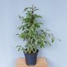 Фикус Бенджамина Golden King 70 см