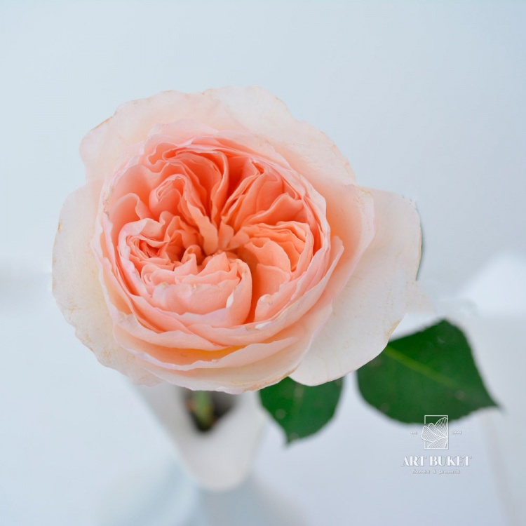 Пионовидная роза Дэвида Остина