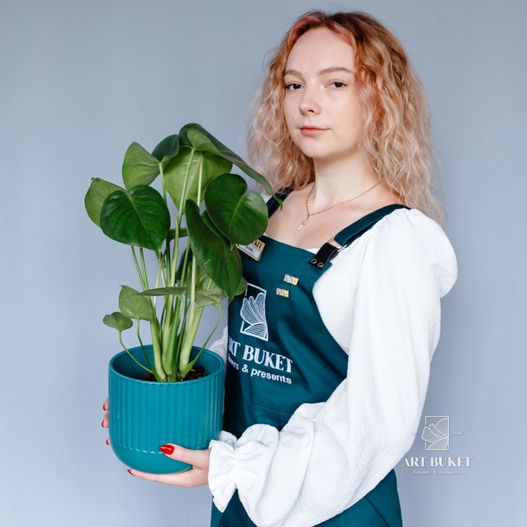 Монстера горшечная 30 см