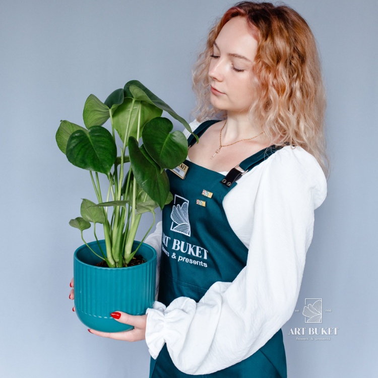 Монстера горшечная 30 см