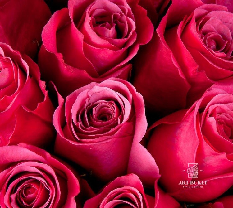 Розы Голландские 60 см