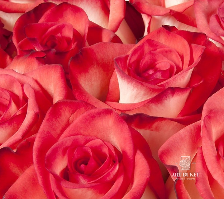 Розы Голландские 60 см