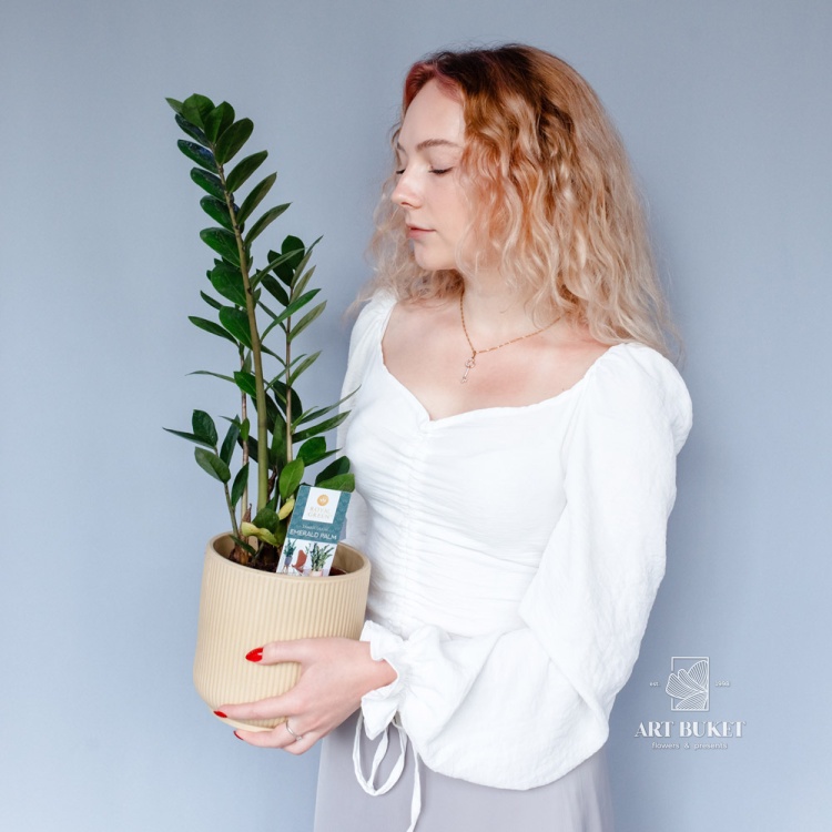 Замиокулькас (Zamioculcas) 60 см