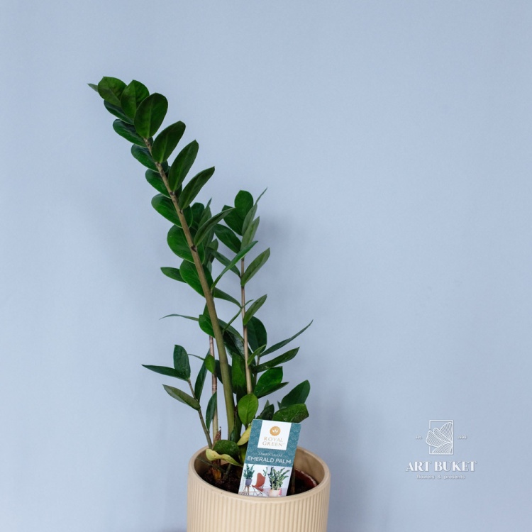 Замиокулькас (Zamioculcas) 60 см