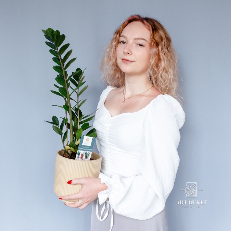 Замиокулькас (Zamioculcas) 60 см
