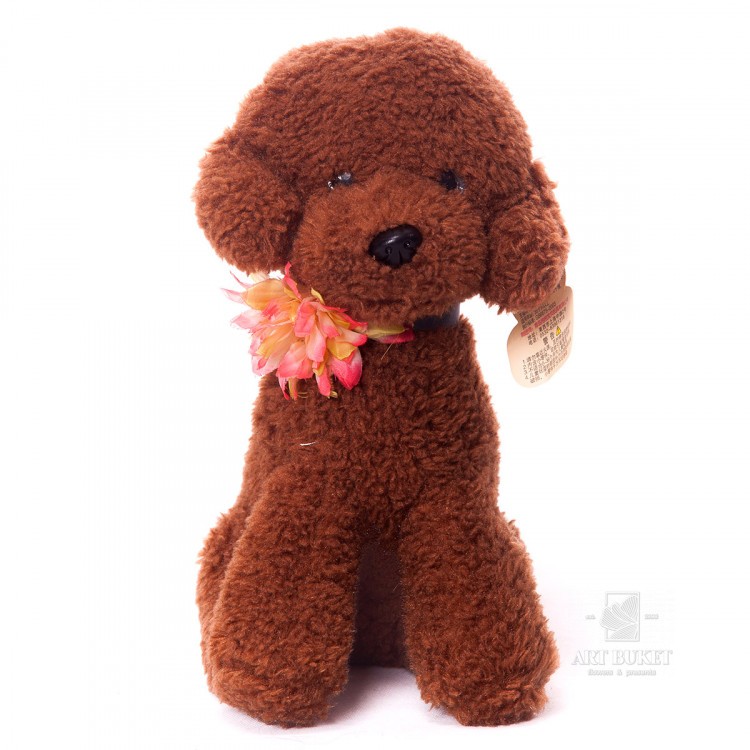 Коричневый пудель