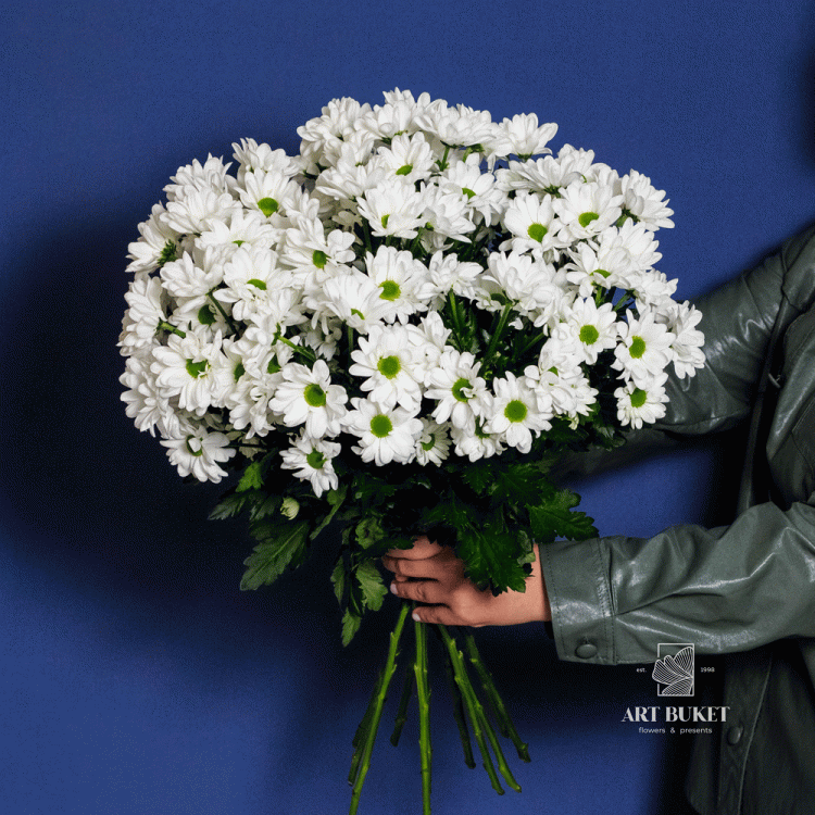 Хризантема Ромашковая Белая 