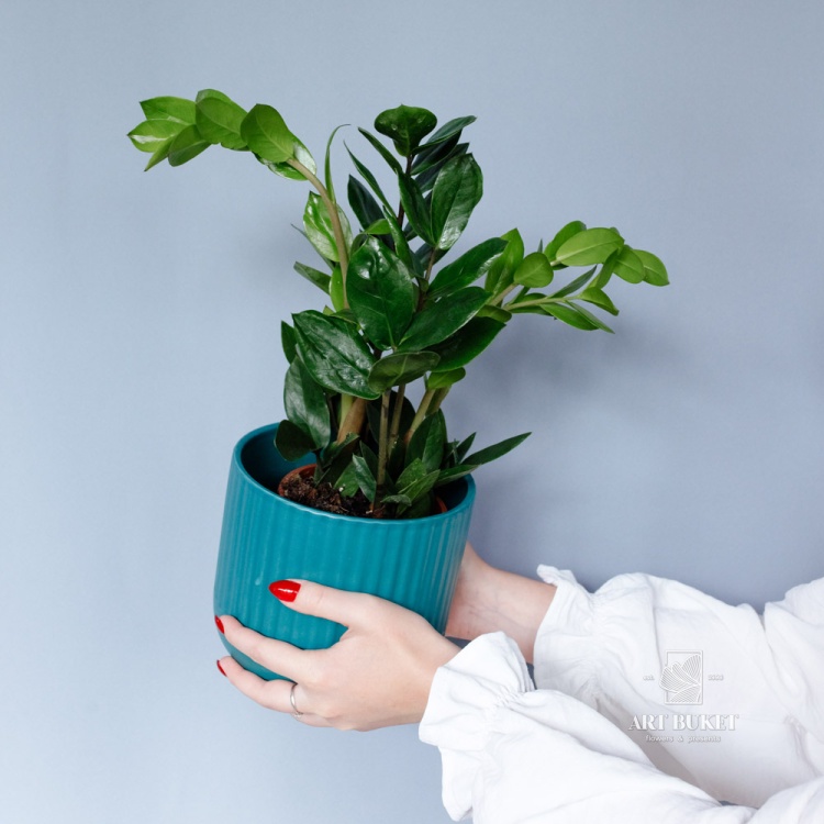 Замиокулькас (Zamioculcas) 40 см