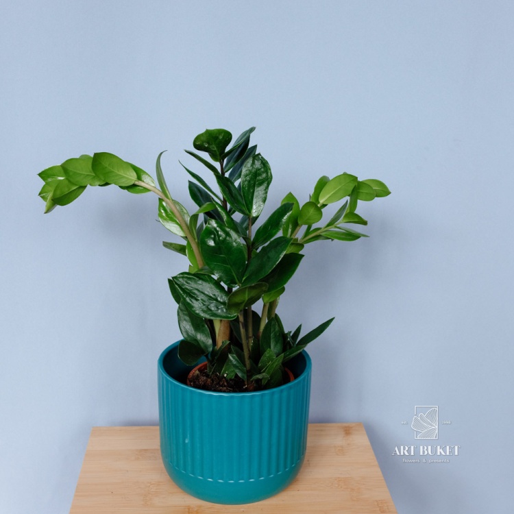 Замиокулькас (Zamioculcas) 40 см