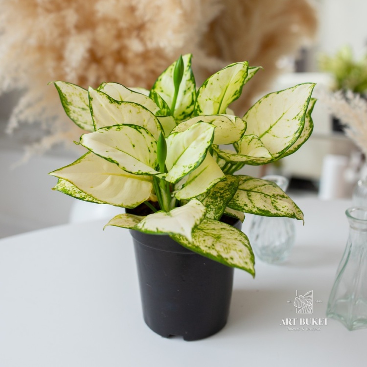 Аглаонема Супер Вайт (D15)