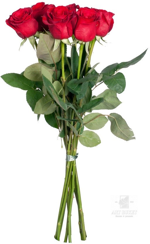 Метровые голландские розы