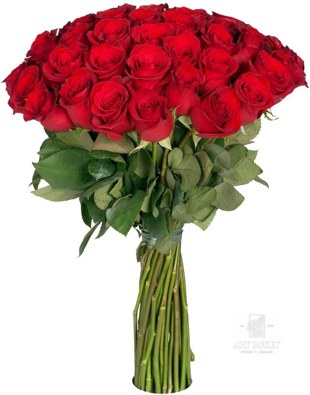 Метровые голландские розы