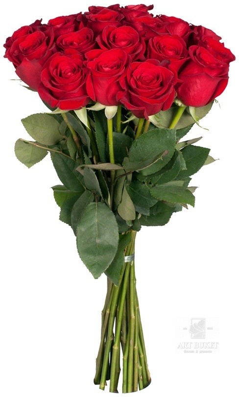 Метровые голландские розы