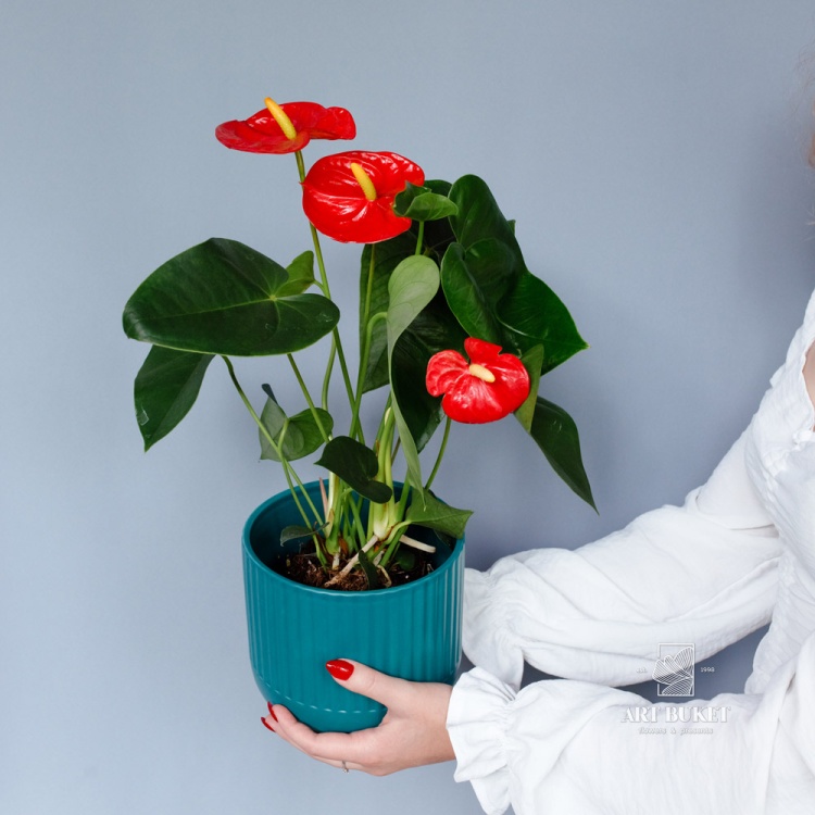 Антуриум Андре горшечный 35 см