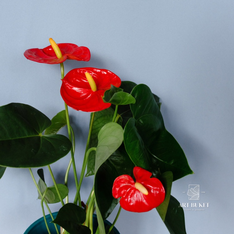 Антуриум Андре горшечный 35 см