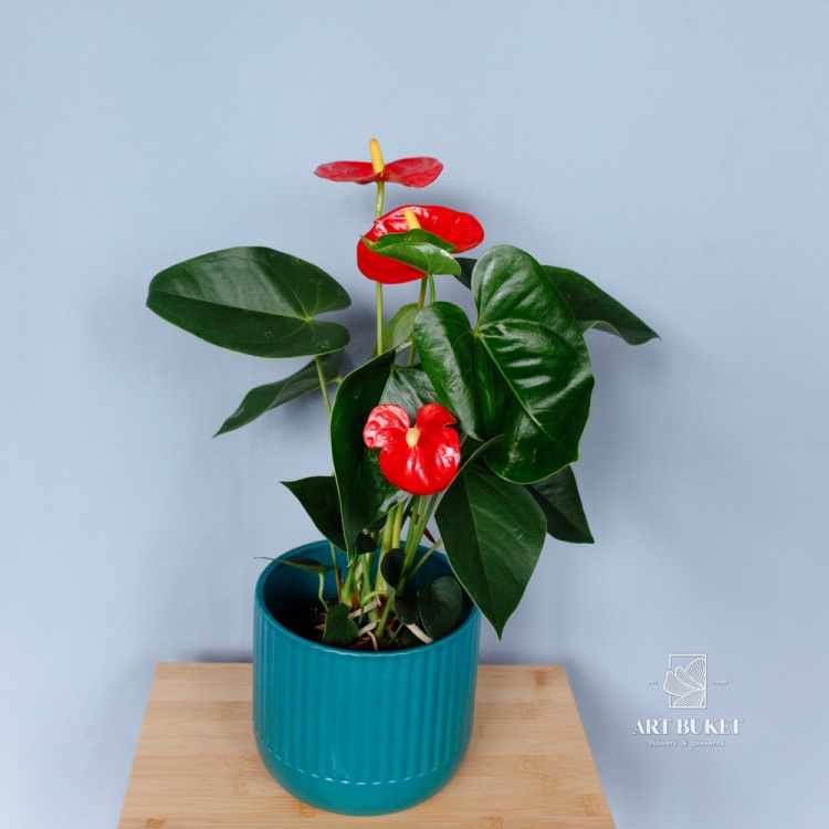 Антуриум Андре горшечный 35 см