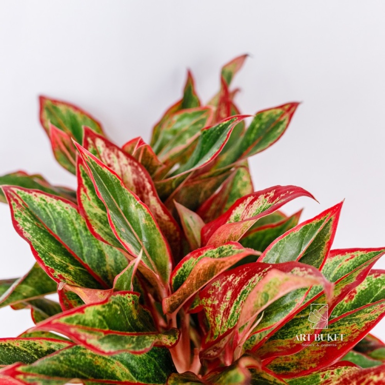 Аглаонема Крит d14 h35