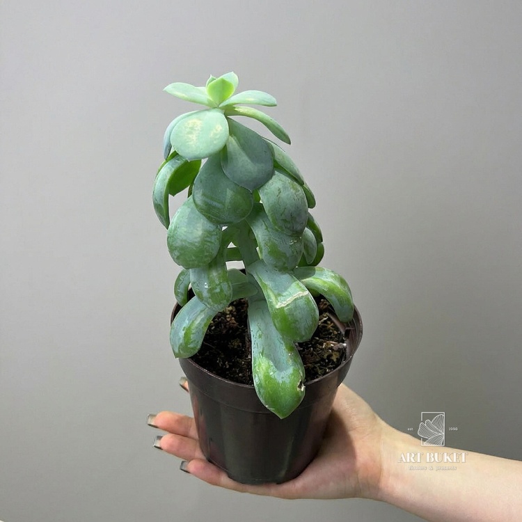 Эхеверия Элеганс (D14 H22)