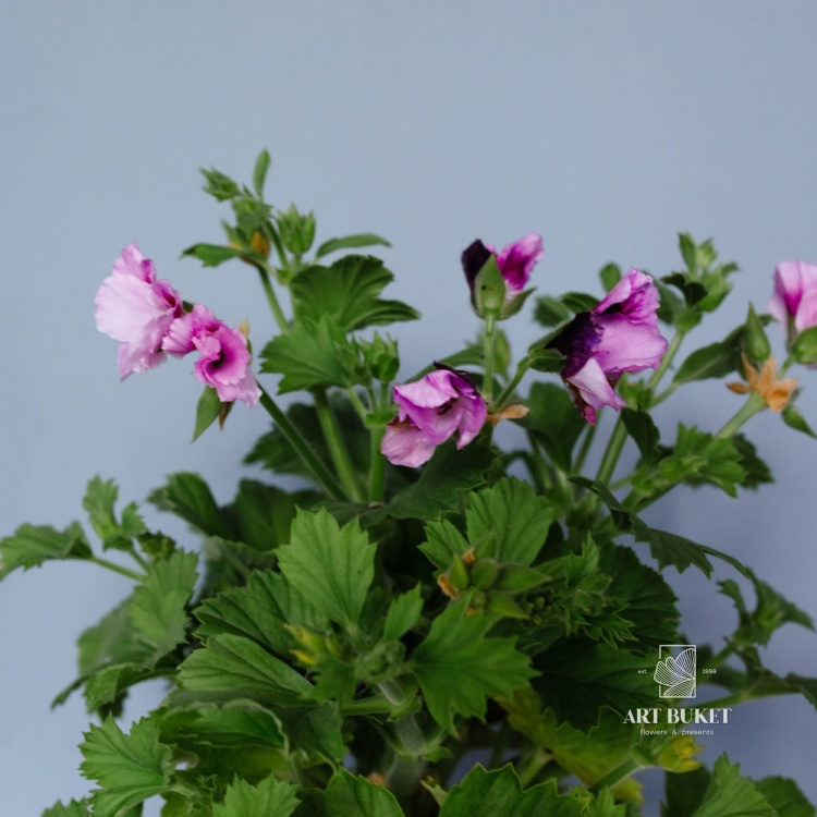 Пеларгония (Герань)