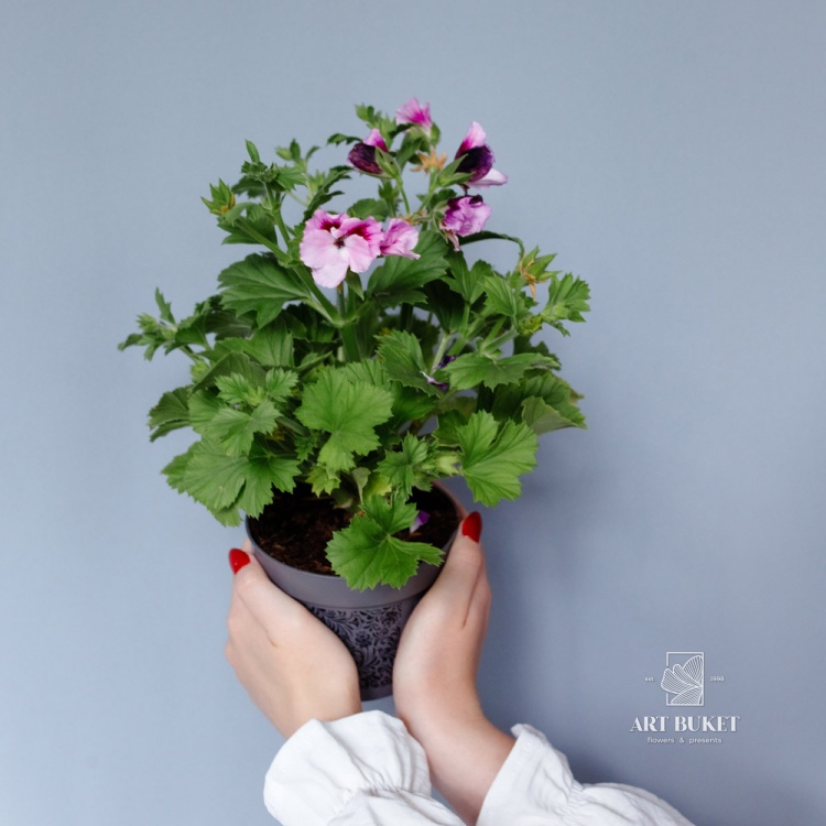 Пеларгония (Герань)