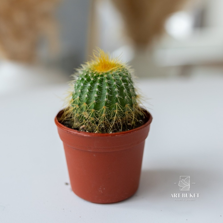 Кактус Микс (D6 H15)