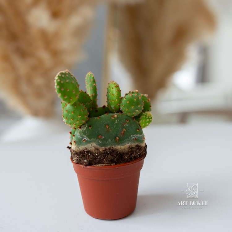 Кактус Микс (D6 H15)