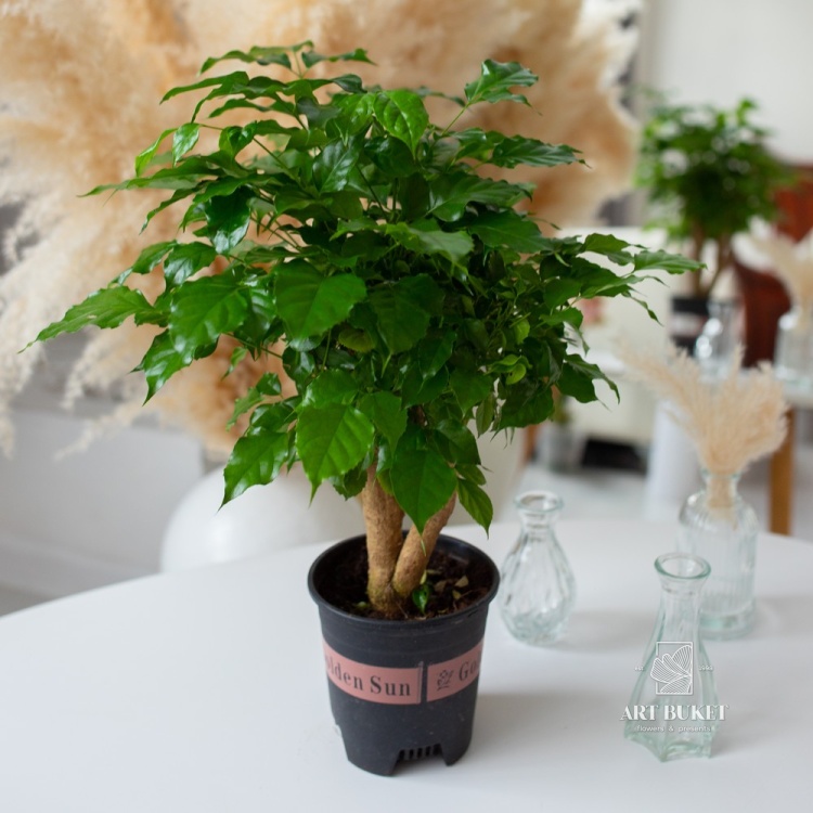 Радермахера бонсай (D14 H28)