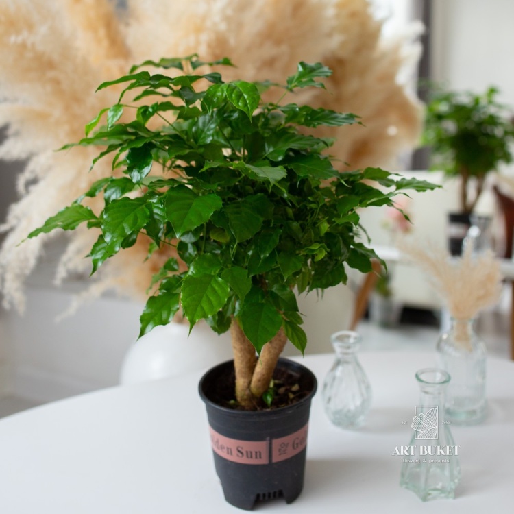 Радермахера бонсай (D14 H28)