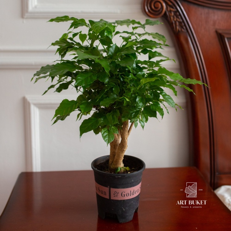 Радермахера бонсай (D14 H28)