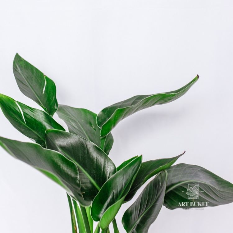 Стрелиция горшечная d14 h40