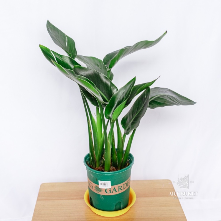 Стрелиция горшечная d14 h40