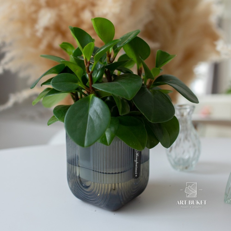 Пеперомия Обтусифолия в кашпо (D11 H28)