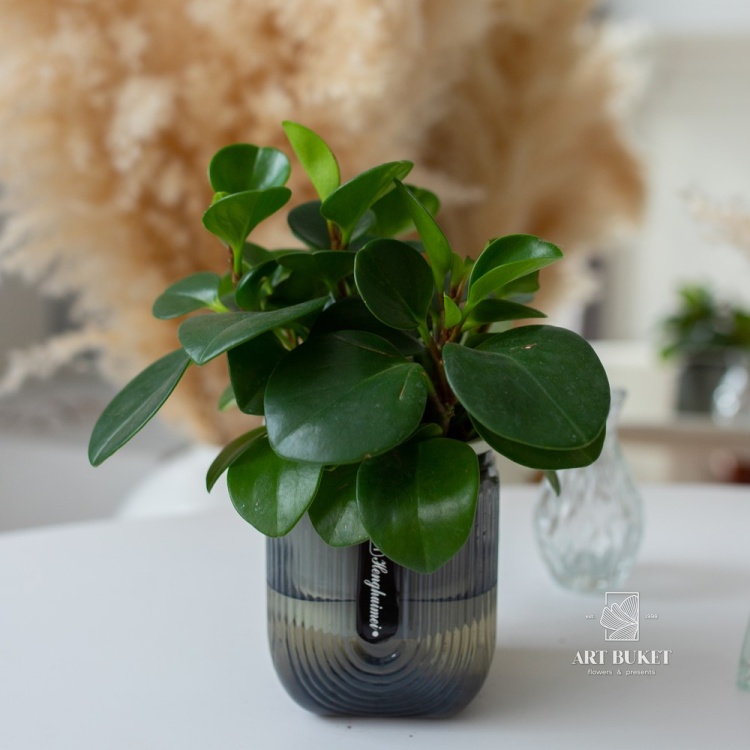 Пеперомия Обтусифолия в кашпо (D11 H28)