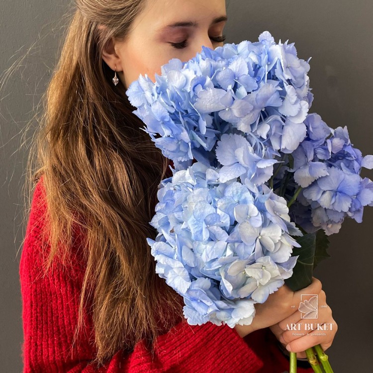 Гортензия Синяя