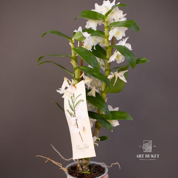 Дендробиум