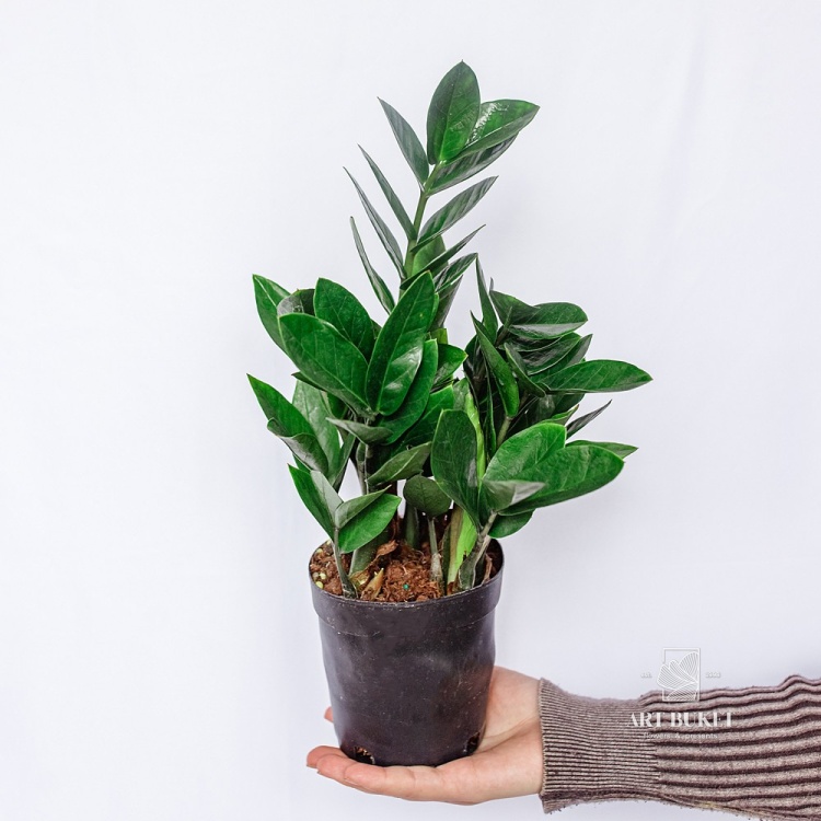 Замиокулькас (Zamioculcas) d12 h27
