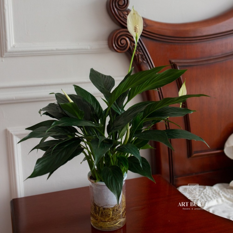 Спатифиллум Блэк (D12)