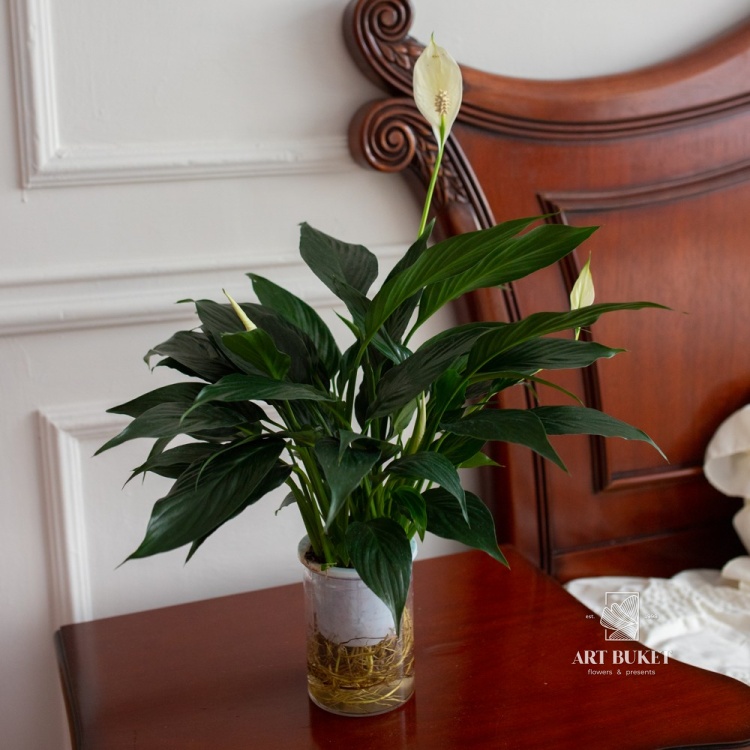 Спатифиллум Блэк (D12)